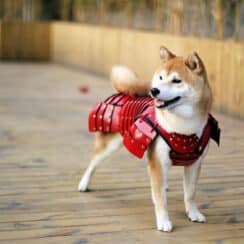 Japanese Manufacturer's Dog and Cat Samurai Armor