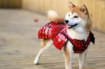 Japanese Manufacturer's Dog and Cat Samurai Armor