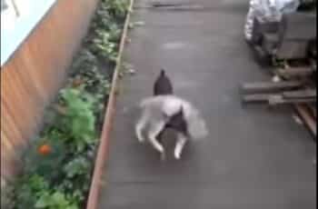 [VIDEO] She Tells Her Dog to Bring the Cat Home. I Can't Stop Laughing!!