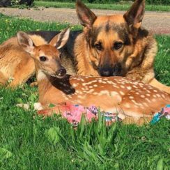 A Kind Dog Helps Injured and Orphaned Fawns