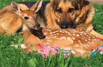 A Kind Dog Helps Injured and Orphaned Fawns