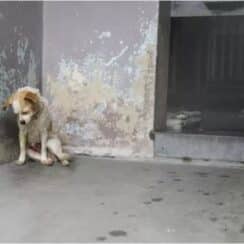 A Scared Shelter Dog Who Couldn't Lift Her Head Was Adopted