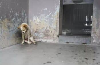 A Scared Shelter Dog Who Couldn't Lift Her Head Was Adopted