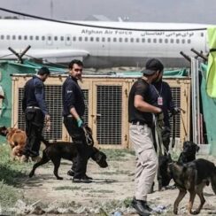 Afghan Dogs That Had Been Abandoned Find New Homes And New Owners