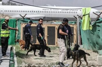 Afghan Dogs That Had Been Abandoned Find New Homes And New Owners