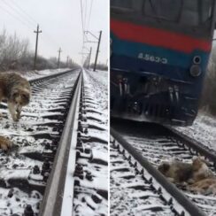 Friend Protects Injured Dog Till Assistance Arrives