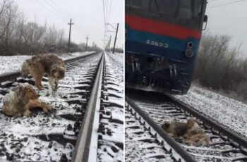 Friend Protects Injured Dog Till Assistance Arrives