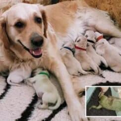 Golden Retriever's Green Puppy Stuns Owner