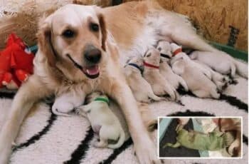 Golden Retriever's Green Puppy Stuns Owner