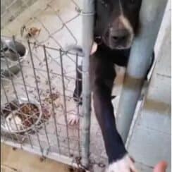 The Shelter Puppy Wants to Hold Hands With Everyone