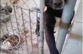 The Shelter Puppy Wants to Hold Hands With Everyone