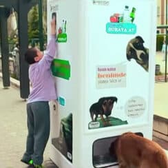 This Vending Machine Gives Stray Dogs Food for Bottles