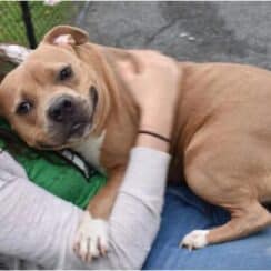 Too Nice Is Why This Puppy Was Returned to the Shelter