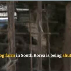 [VIDEO] A Dog Meat Farm In South Korea Was Busted, And 200 Dogs Were Rescued