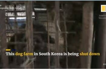 [VIDEO] A Dog Meat Farm In South Korea Was Busted, And 200 Dogs Were Rescued