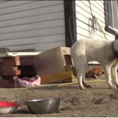 [VIDEO] Little Girl Falls In Love With A Stray Dog And Convinces Her Mom To Make It An Official Part Of Their Family