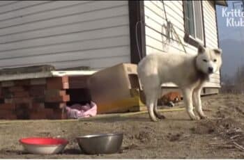 [VIDEO] Little Girl Falls In Love With A Stray Dog And Convinces Her Mom To Make It An Official Part Of Their Family