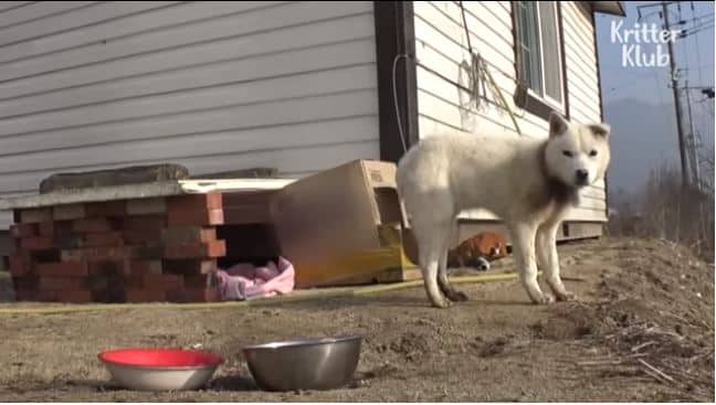 [VIDEO] Little Girl Falls In Love With A Stray Dog And Convinces Her Mom To Make It An Official Part Of Their Family