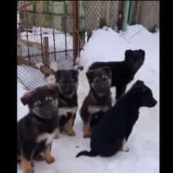 A Prompt Rescue Of Abandoned Puppies Left In An Uninhabited Property Was Made Right Before Winter Happened