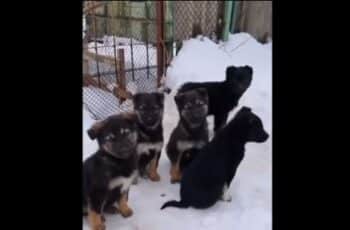 A Prompt Rescue Of Abandoned Puppies Left In An Uninhabited Property Was Made Right Before Winter Happened