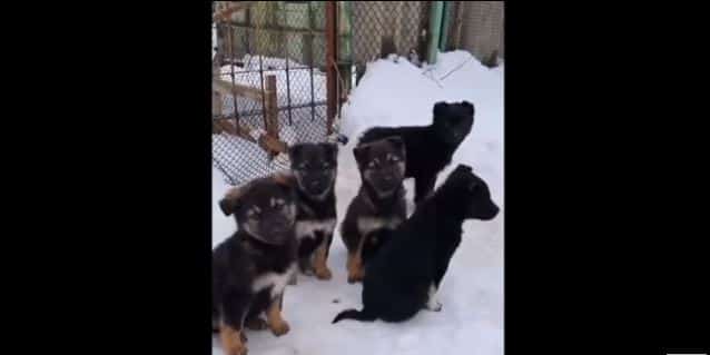 A Prompt Rescue Of Abandoned Puppies Left In An Uninhabited Property Was Made Right Before Winter Happened