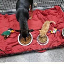 Kitten Comforts Frightened Dog at the Vet