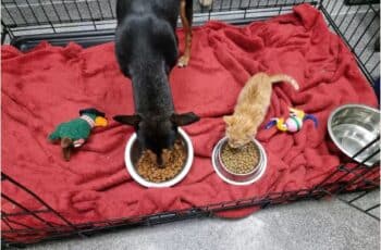 Kitten Comforts Frightened Dog at the Vet