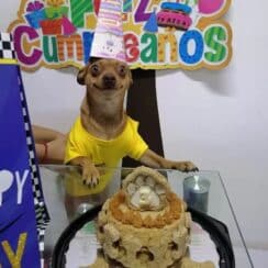 Little Dog's Birthday Was Remembered