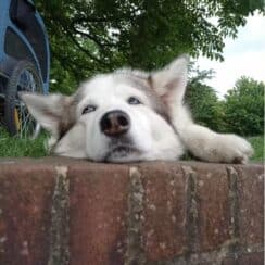 Senior dog patiently waits for boops every day