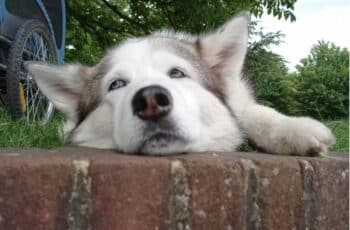 Senior dog patiently waits for boops every day