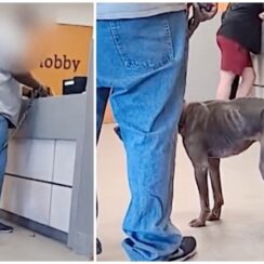 [VIDEO] Abused, Malnourished Pit Bull Returned a Year After Adoption