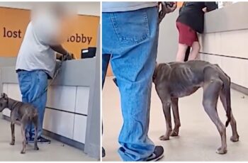 [VIDEO] Abused, Malnourished Pit Bull Returned a Year After Adoption