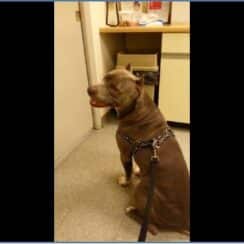 [VIDEO] Pit Bull's Adorable Vet Tantrum