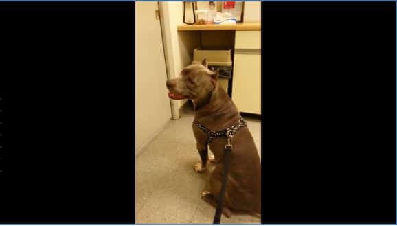 [VIDEO] Pit Bull's Adorable Vet Tantrum