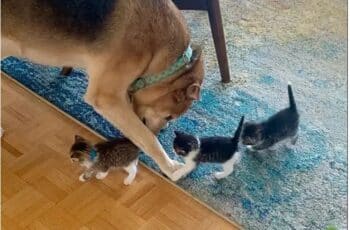 [VIDEO] Street Kittens Think Sweet Dog Is Their 'mother'