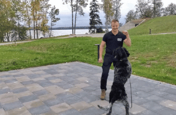 [VIDEO] The Dogs Steal the Show During the 'Jerusalema Dance Challenge' by Handlers