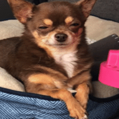 [VIDEO] This Adopted 'Judgemental' Chihuahua Is Going Viral