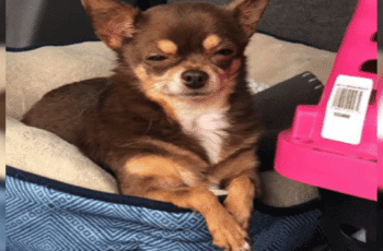 [VIDEO] This Adopted 'Judgemental' Chihuahua Is Going Viral