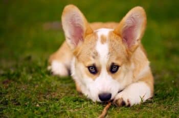 Home Remedies For A Dogs Ear Infection