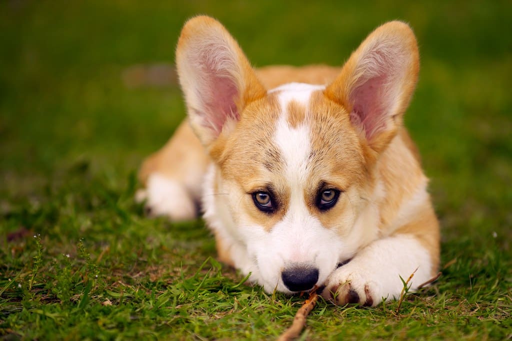 Home Remedies For A Dogs Ear Infection