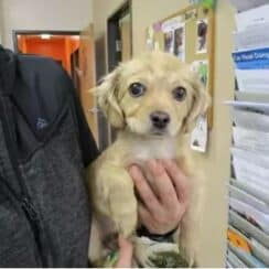 Littlest Puppy Was Almost Put Down Due to Shelter Fear