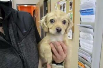 Littlest Puppy Was Almost Put Down Due to Shelter Fear