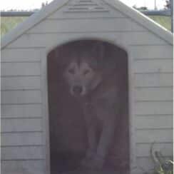 Neglected Dog Was So Afraid of Men She Wouldn't Leave Home