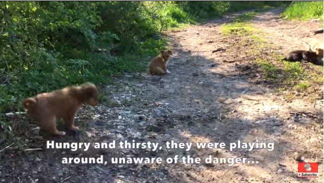 Serbian Rescue Team Dispatched To Save A Stray Puppy, They Ended Up Saving A Whole Litter1