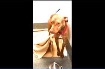 [VIDEO] The Unwanted Shelter Dog Makes His Own Bed to Show He’s a Good Guy