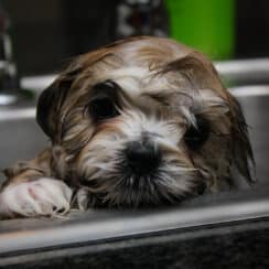 When Should a Shih Tzu Puppy Be Groomed