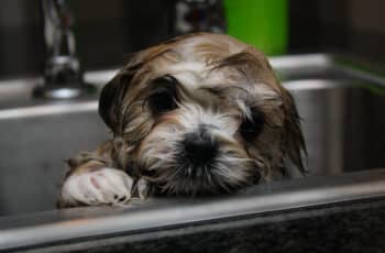 When Should a Shih Tzu Puppy Be Groomed