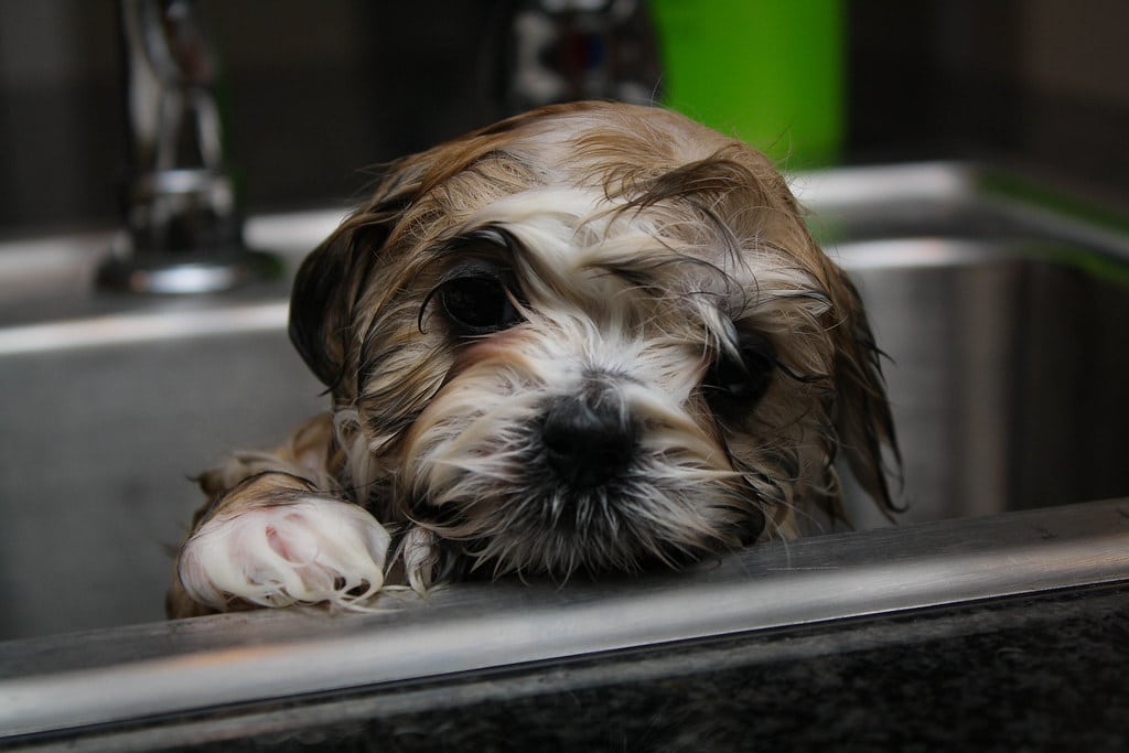 When Should a Shih Tzu Puppy Be Groomed