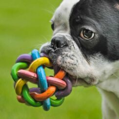 Where to Donate Dog Toys1