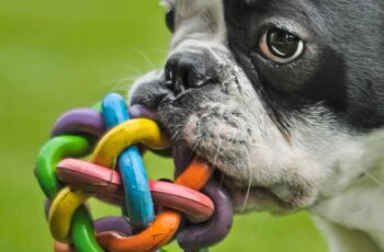 Where to Donate Dog Toys1